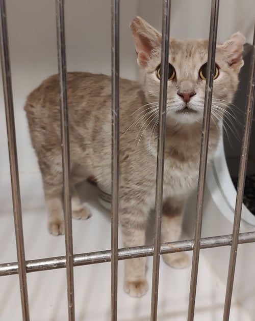 ROMINA - Domestic Short Hair available for adoption