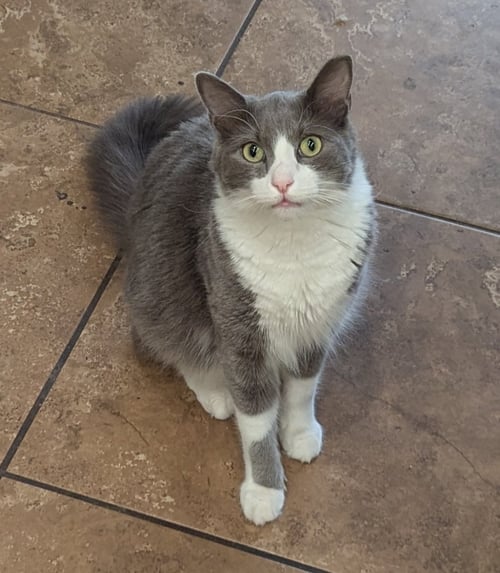BANANA - Domestic Medium Hair available for adoption