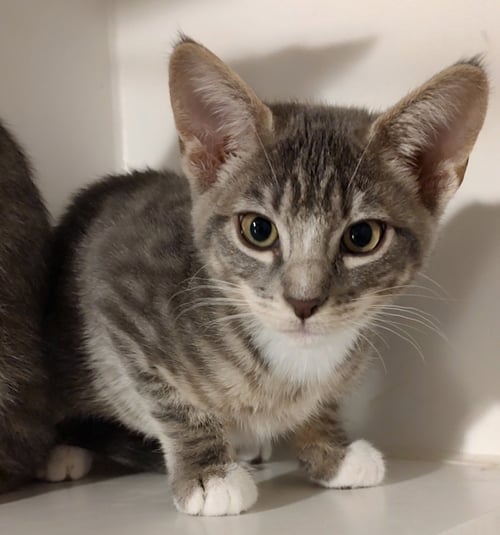 AZRIEL - Domestic Short Hair available for adoption
