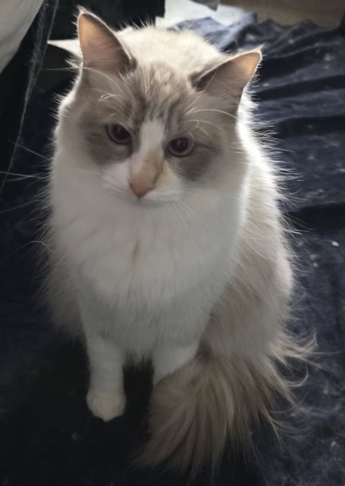 CIRILLA - Ragdoll available for adoption