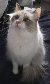 Cirilla - Photo 2