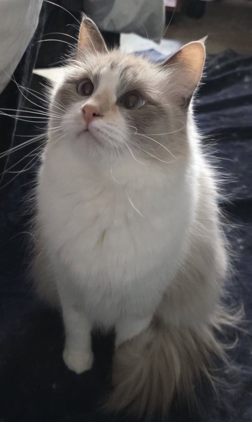 CIRILLA - Ragdoll available for adoption