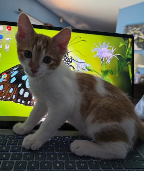COOPER - Domestic Short Hair available for adoption