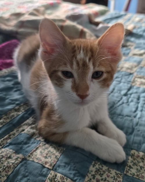 COOPER - Domestic Short Hair available for adoption