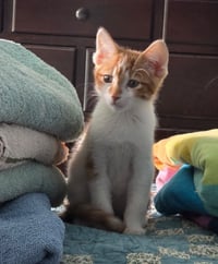 Cooper - Photo 3