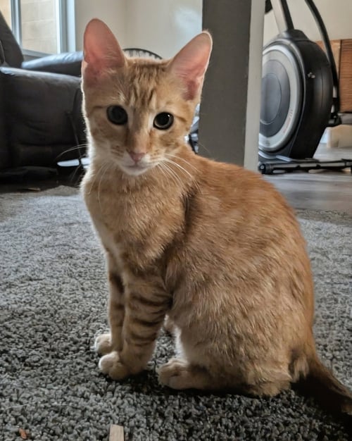 TOOFERS - Domestic Short Hair available for adoption