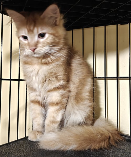 CADUAN - Domestic Medium Hair available for adoption