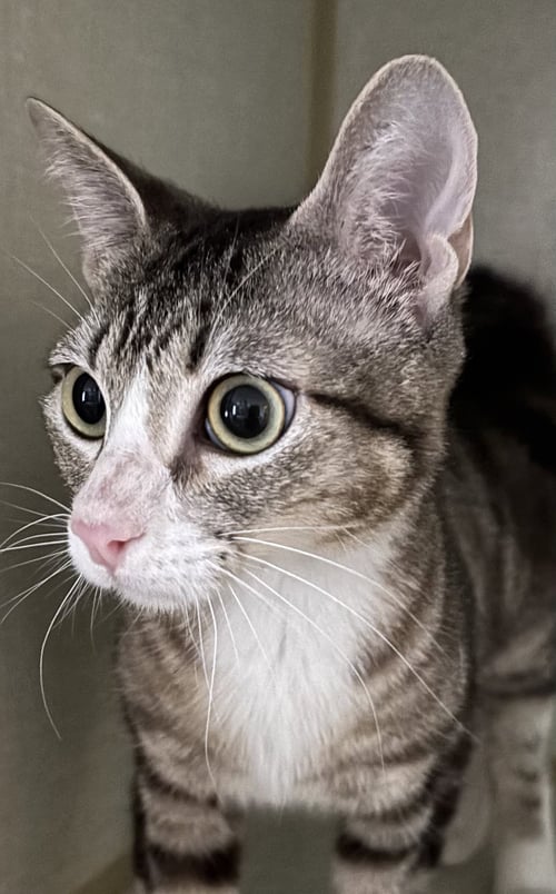 ILLYA - Domestic Short Hair available for adoption