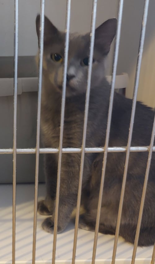 BETTY - Domestic Short Hair available for adoption