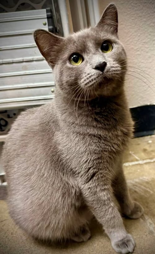 BETTY - Domestic Short Hair available for adoption