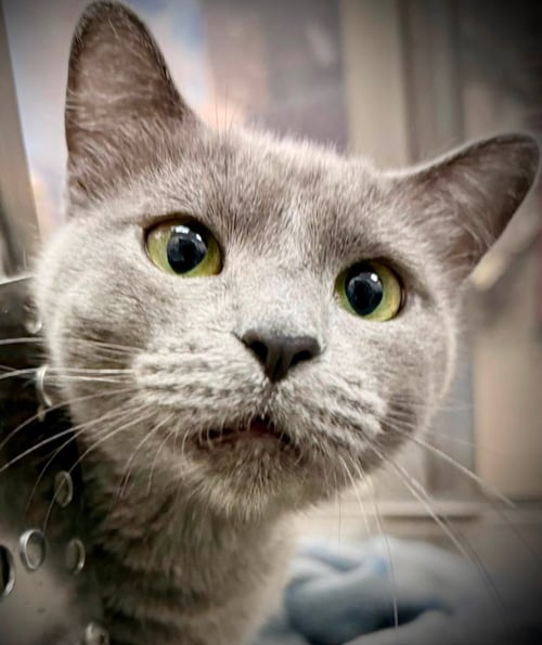 BETTY - Domestic Short Hair available for adoption