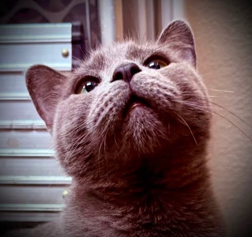 BETTY - Domestic Short Hair available for adoption