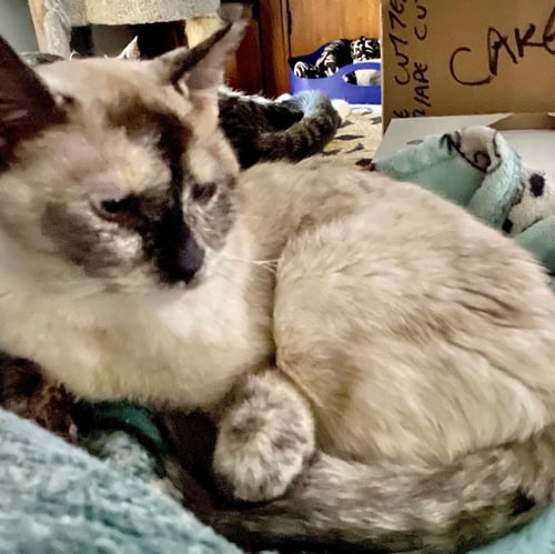 DIVA DAISY - Siamese available for adoption