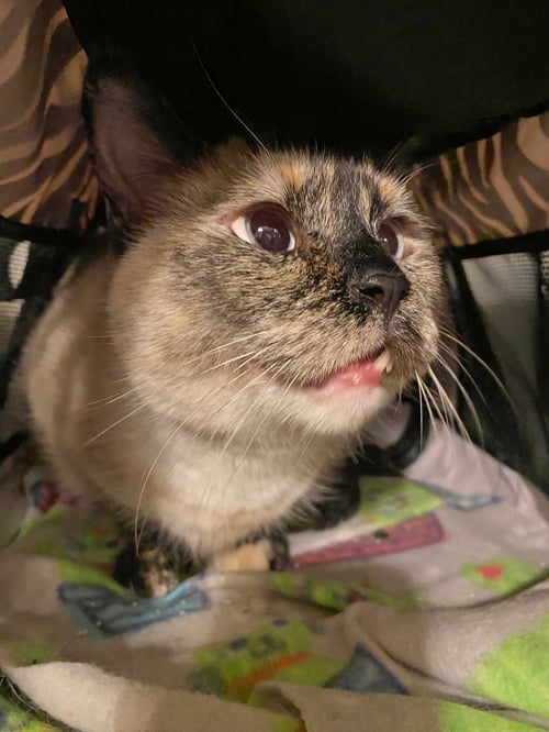 DIVA DAISY - Siamese available for adoption