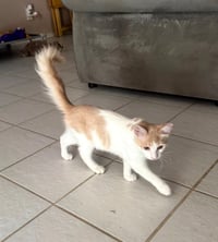 Pebbles - Photo 2
