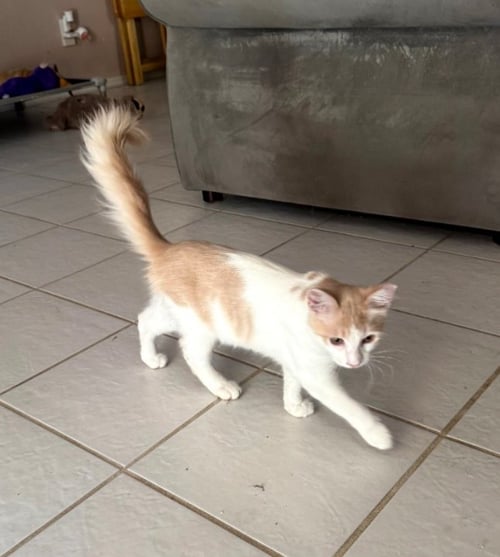 PEBBLES - Domestic Short Hair available for adoption