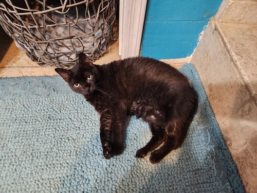 TWILIGHT TWINKLE - Domestic Short Hair available for adoption