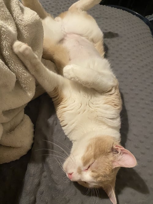 HOBBES - Domestic Short Hair available for adoption