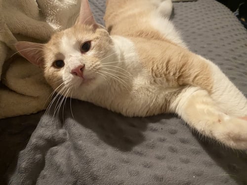 HOBBES - Domestic Short Hair available for adoption