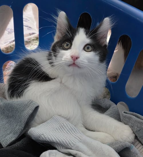 BOWIE - Domestic Short Hair available for adoption