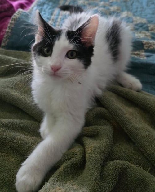 BOWIE - Domestic Short Hair available for adoption