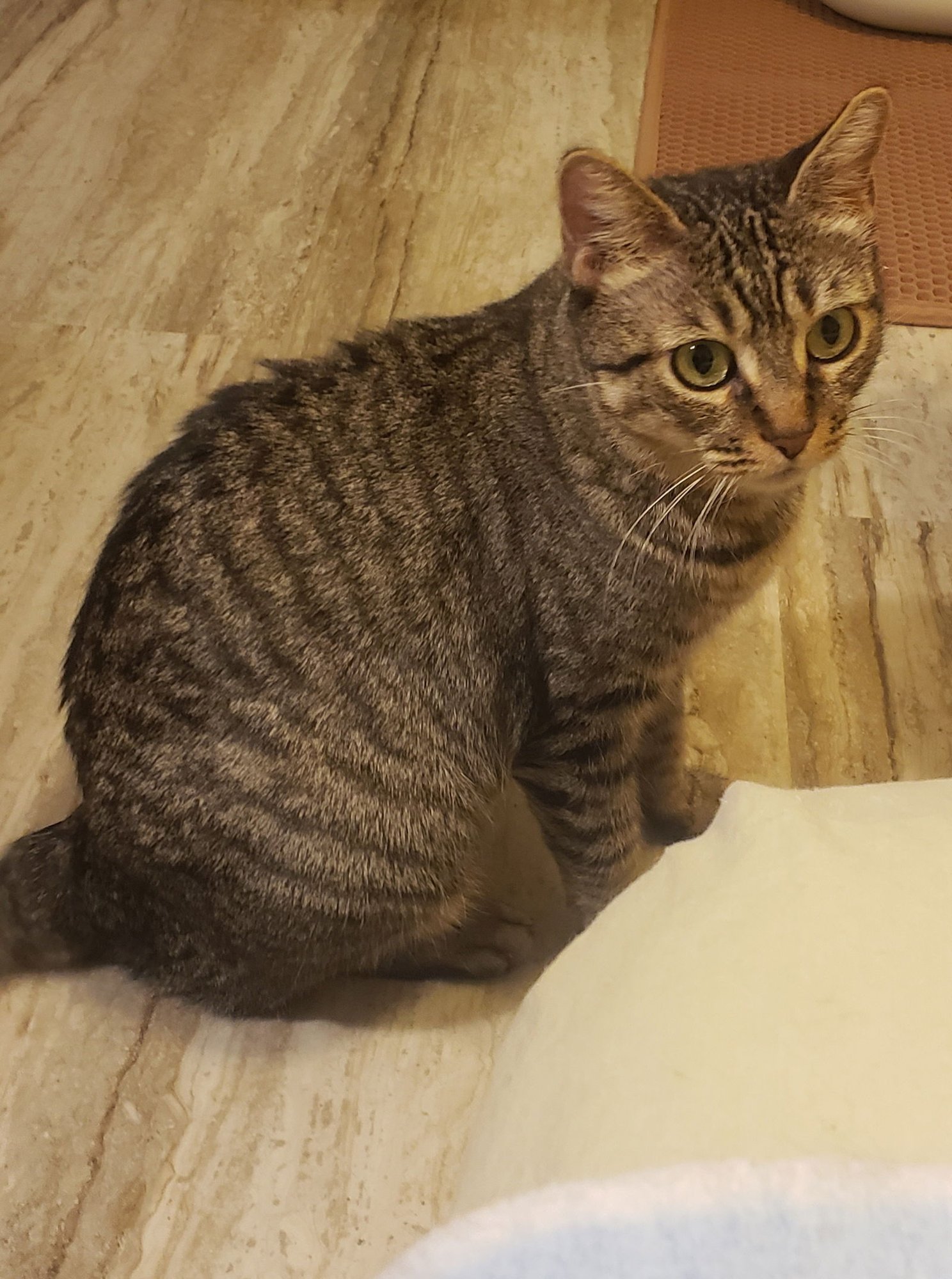 FAITH - Domestic Short Hair available for adoption