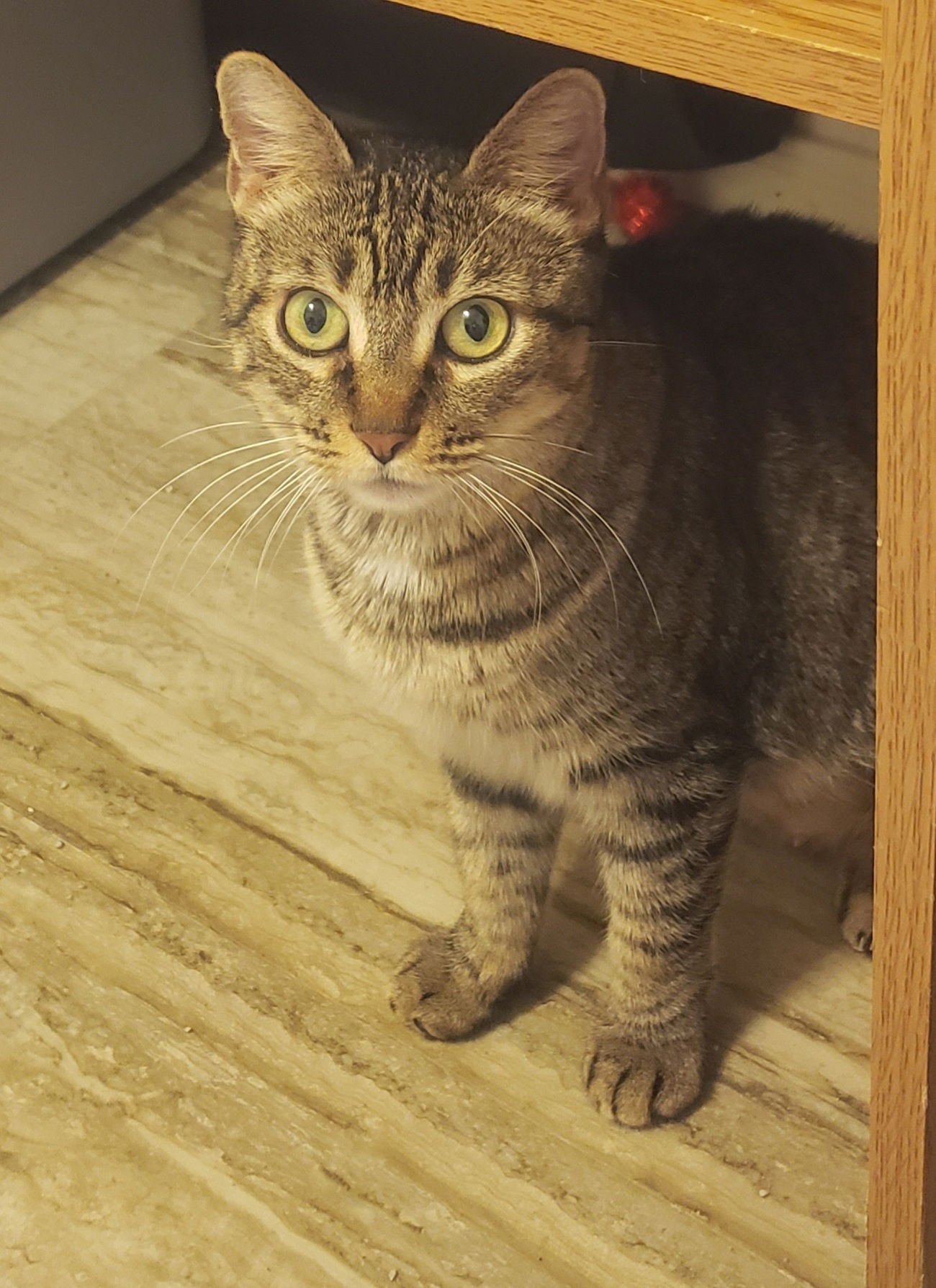 FAITH - Domestic Short Hair available for adoption