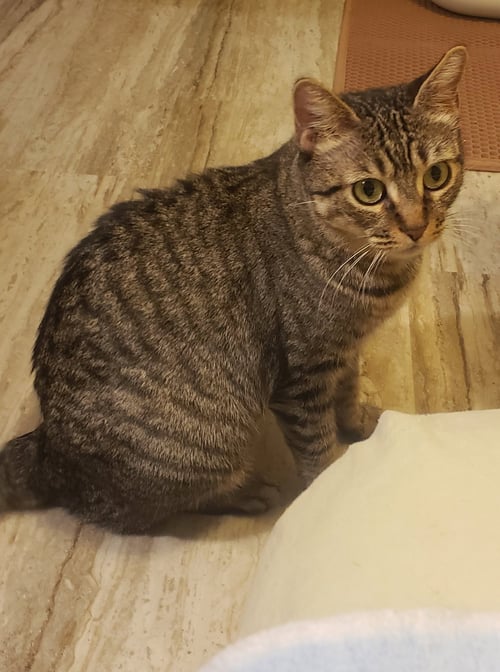 FAITH - Domestic Short Hair available for adoption