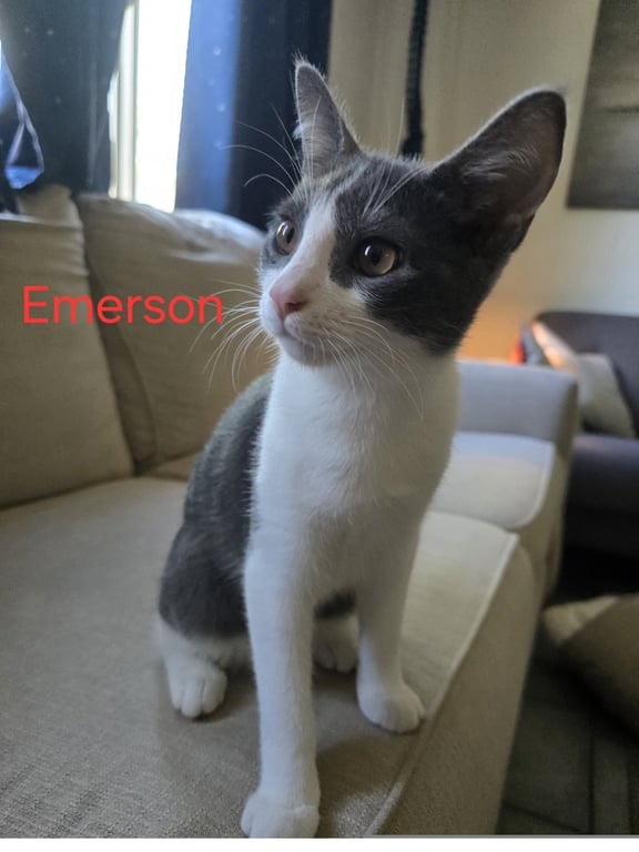 Spaz aka Emerson Image