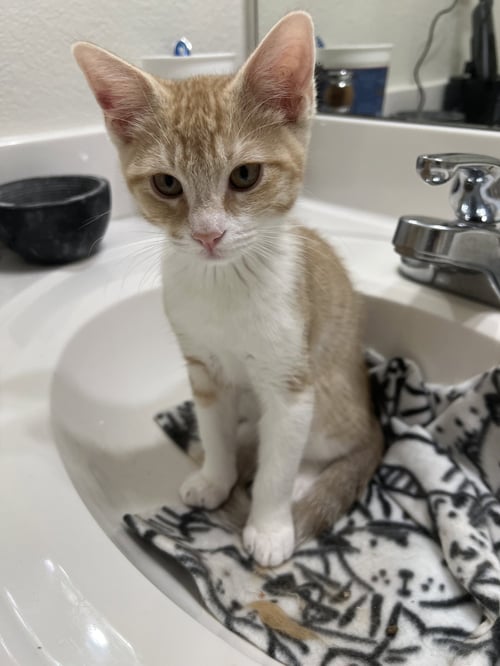 KENDRIC - Domestic Short Hair available for adoption