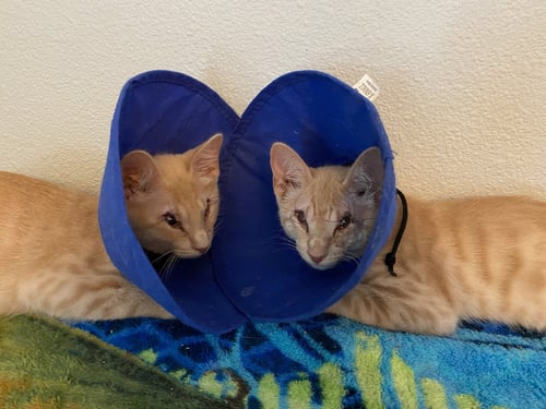 BASHFULHEART BEAR - Domestic Short Hair available for adoption