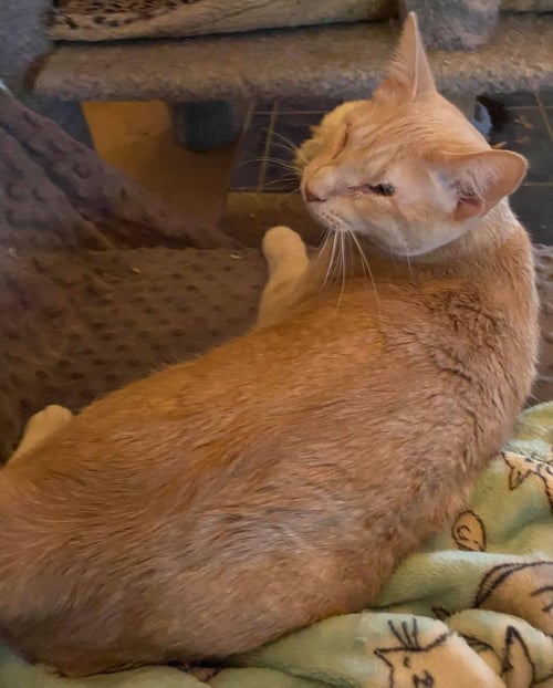 BASHFULHEART BEAR - Domestic Short Hair available for adoption