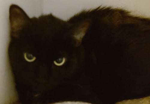 DESTINY - Domestic Short Hair available for adoption