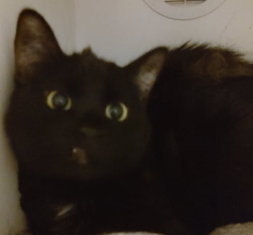 DESTINY - Domestic Short Hair available for adoption