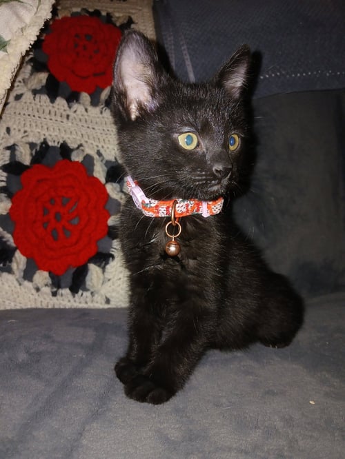 EBONY