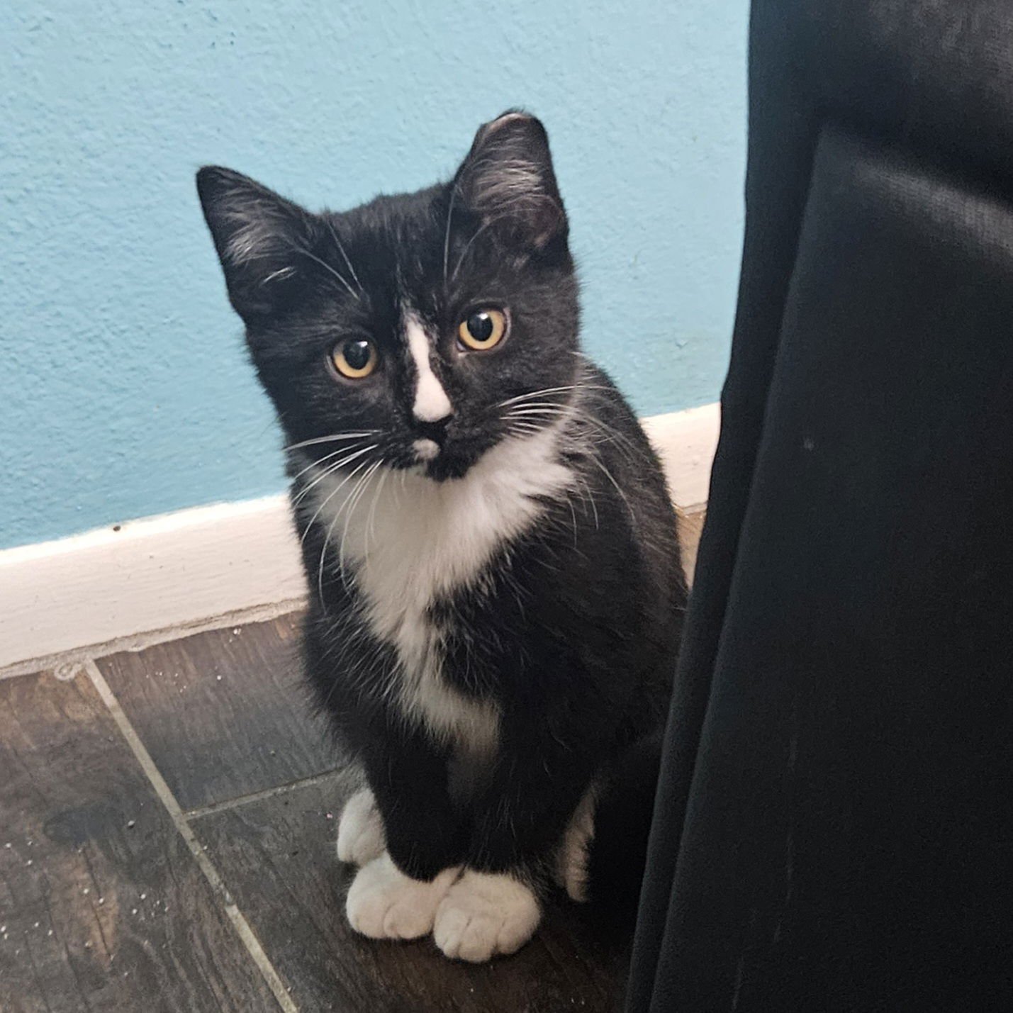 SEBASTIAN - Domestic Short Hair available for adoption