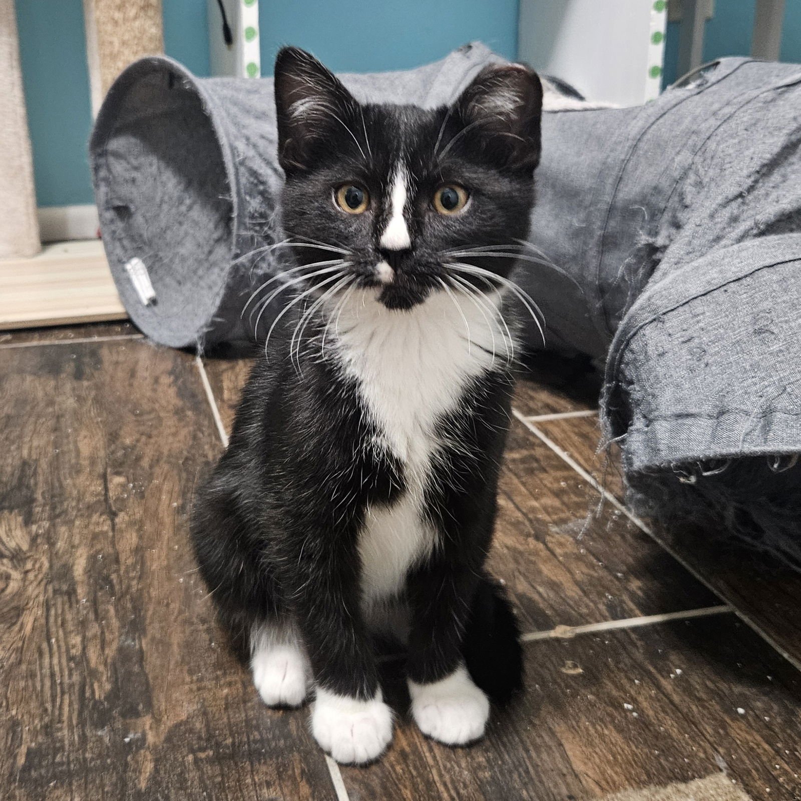 SEBASTIAN - Domestic Short Hair available for adoption