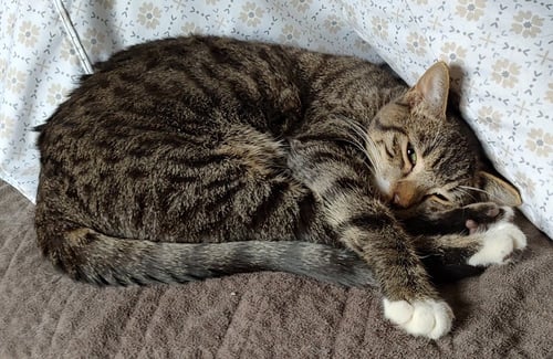 LOLOCK - Domestic Short Hair available for adoption