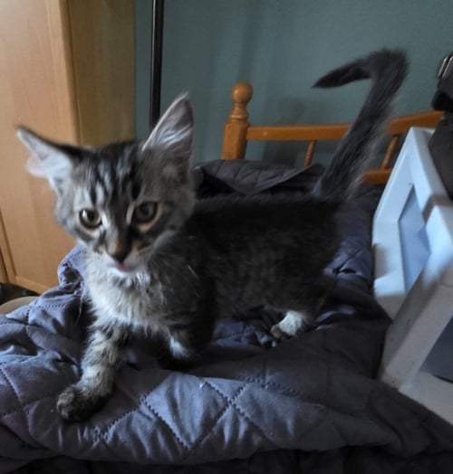 PENNY - Domestic Medium Hair available for adoption