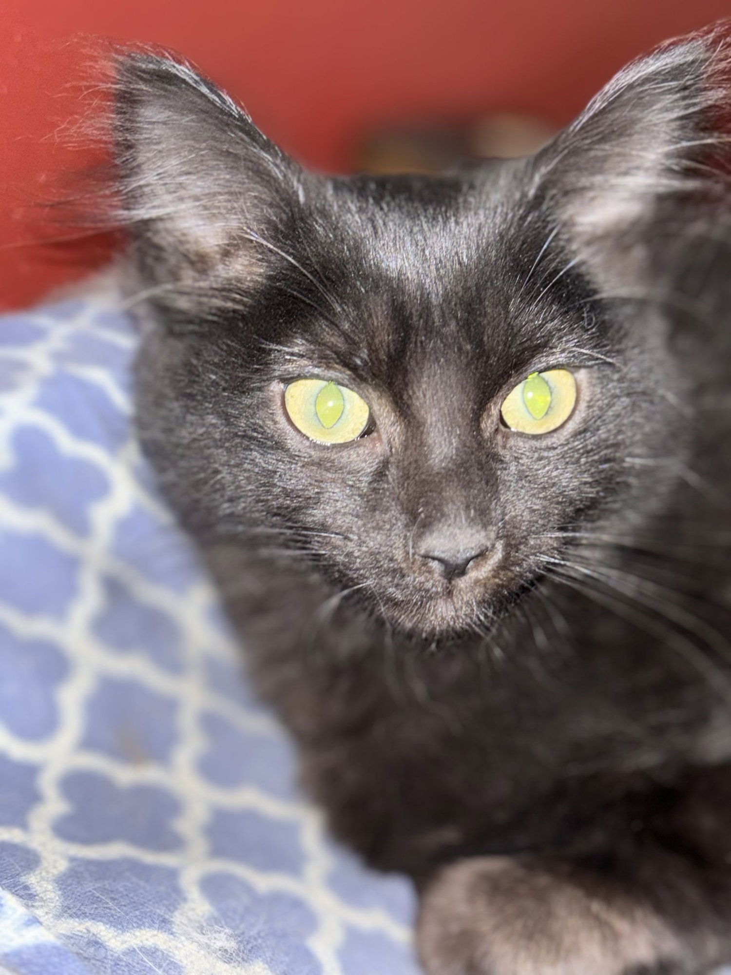 PUDDING - Domestic Short Hair available for adoption