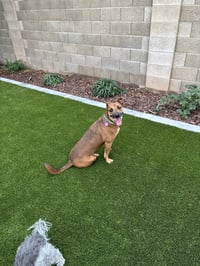 Max - Photo 3
