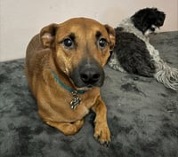 Max - Photo 6