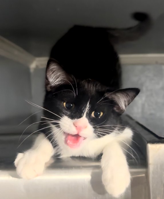 PHANTOM - Domestic Short Hair available for adoption