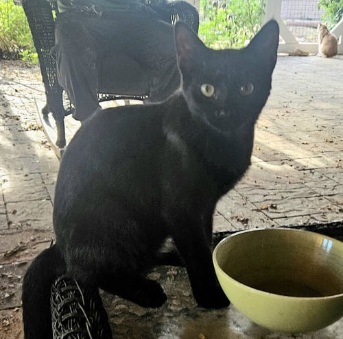 CHAZ - Domestic Medium Hair available for adoption