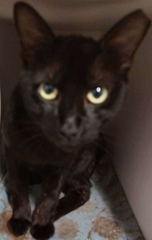 BLACKIE