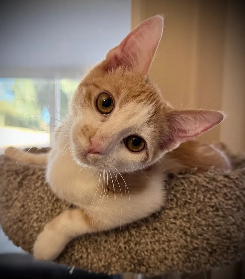 FERNANDO - Domestic Short Hair available for adoption