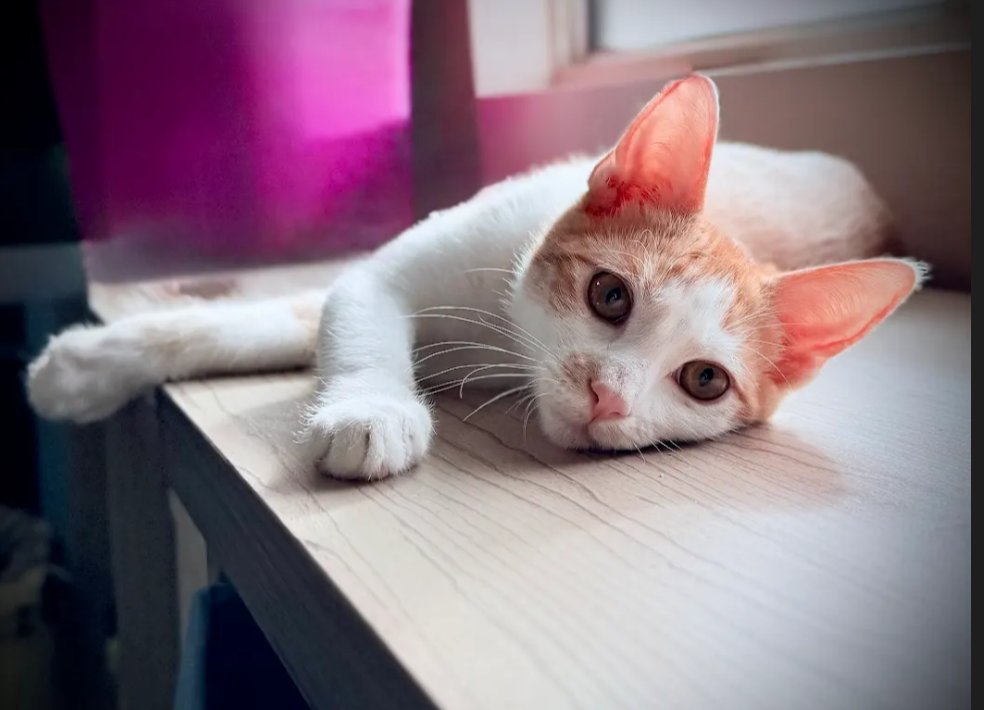 FERNANDO - Domestic Short Hair available for adoption