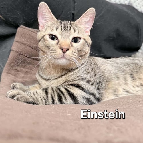 EINSTEIN - Domestic Short Hair available for adoption