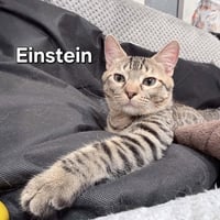 Einstein - Photo 1