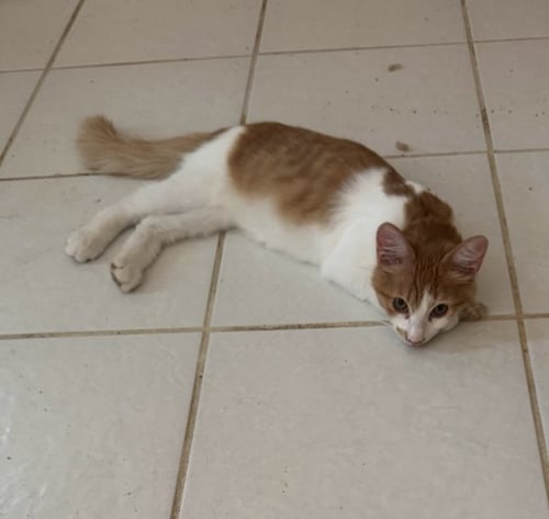 FREDERICK - Domestic Short Hair available for adoption